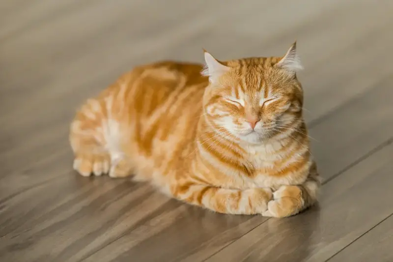 猫好きの心をくすぐる「猫の日」って、ただの記念日じゃない。
