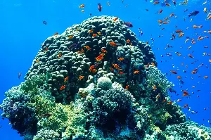 Unveiling Ocean Mysteries: Fascinating Sea Creatures And Their Unbelievably Unique Behaviors