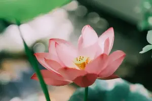 In Dawn’s First Light, The Lotus Bridges Devotion, Beauty, And Sacred Meaning 🪷 Across Cultures 🌅