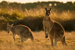 Built for Bouncing: The Energy-Saving Mechanics of the Kangaroo Hop