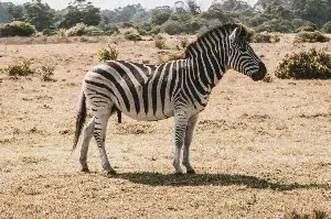 Wild Beauty Unveiled: Why Zebras Have Unique Stripes Unlike Any Other Animal On Earth