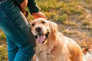 Decode Your Dog’s Hidden Emotions: Understanding What Their Body Language Is Really Telling You