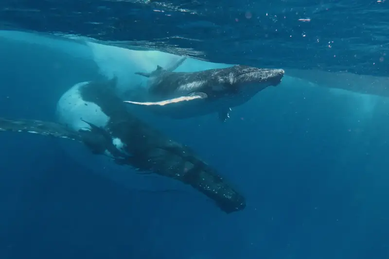 Las ballenas elevan su canto para hacerse oír desde grandes distancias