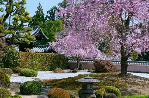京都の古寺と桜開花が織りなす春景色