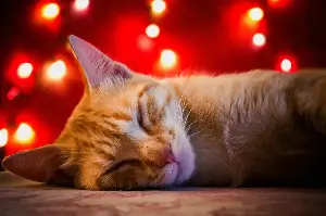 Secrets To Keeping Your Cat’s Fur Silky Smooth And Effectively Reducing Shedding At Home