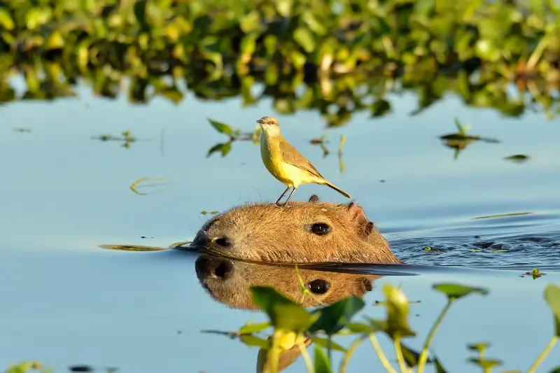 Unbelievable Animal Friendships That Show The True Magic Of Nature’s Goodness