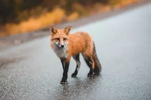 Meet Nature’s Most Clever Foxes: Masters Of Adaptation And Adventure Everywhere