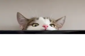 Anatomía Felina: ¿Por Qué los Gatos Tienen Orejas Puntiagudas y los Grandes Felinos No?