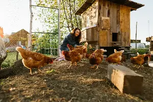 Backyard Chicken Coop Essentials: The Ultimate Beginner Guide to Fresh Daily Eggs