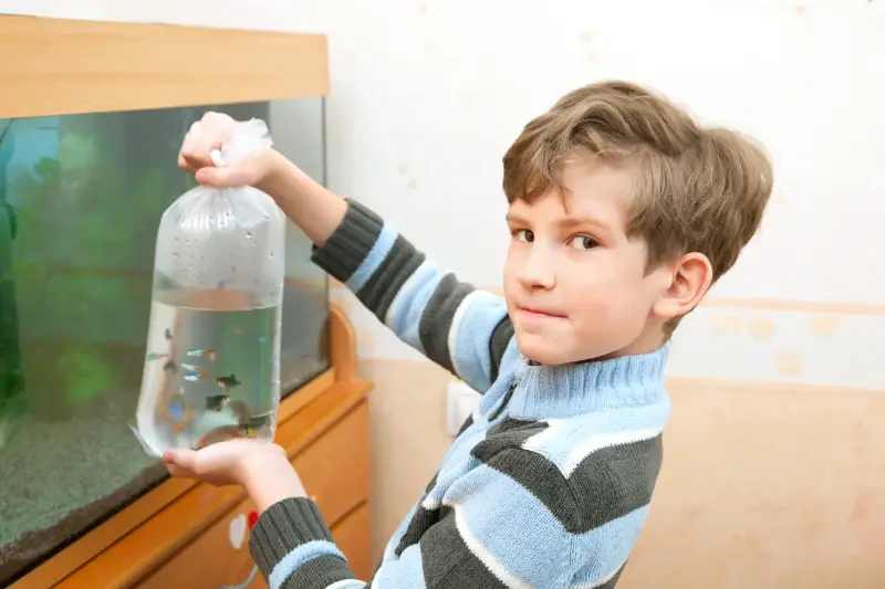 ¿Cuáles Son los Mejores Peces de Acuario para Principiantes?