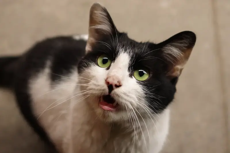 Gatos Nocturnos: Maullidos por Aburrimiento y la Clave de Más Actividad Diurna