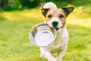 Human Foods That Could Secretly Harm Your Beloved Dog’s Health