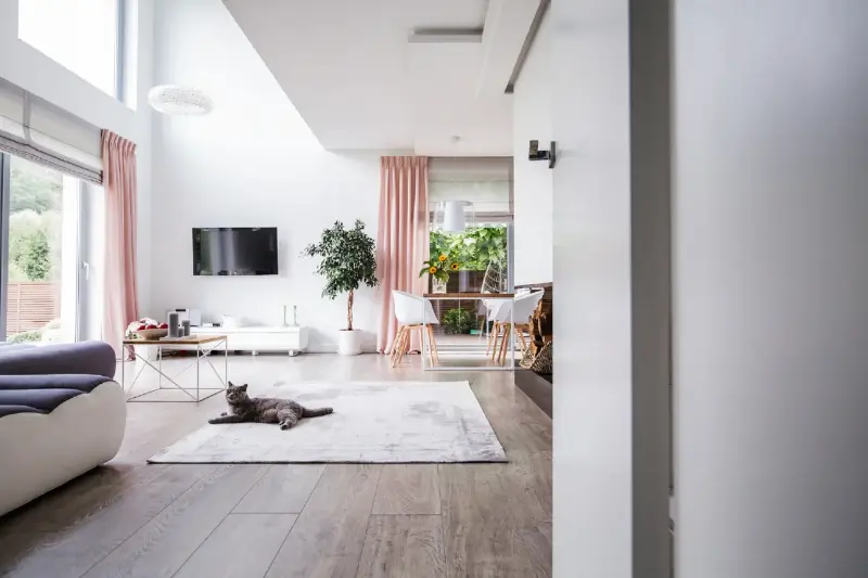 Vivir con gatos: la psicología revela un rasgo común