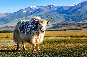 Meet The Mighty Yak: Himalayan Survivors With Legendary Strength And Warmth