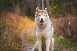 Scientists discover what happens in dogs' brains when they see your face