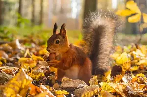 Nature’s Ultimate Planners: Incredible Ways Squirrels Stock Up For A Cold Winter