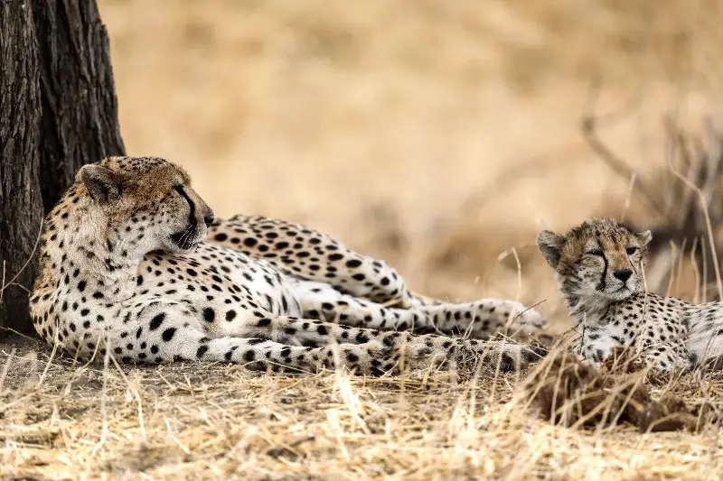 Majestuosos Felinos: Su Lucha por la Supervivencia en el Mundo