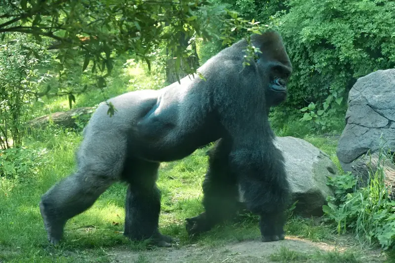 Inside The World Of Silverback Gorillas: Strength, Loyalty, And Heartwarming Family Life Revealed
