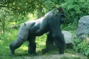 Inside The World Of Silverback Gorillas: Strength, Loyalty, And Heartwarming Family Life Revealed