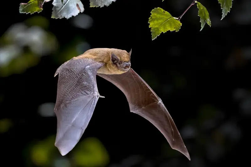 Animaux nocturnes : secrets et adaptations fascinantes à l’obscurité