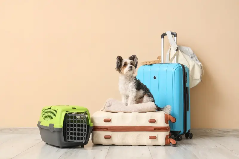 Vacaciones con mascotas: planifica la tranquilidad para disfrutar juntos al máximo
