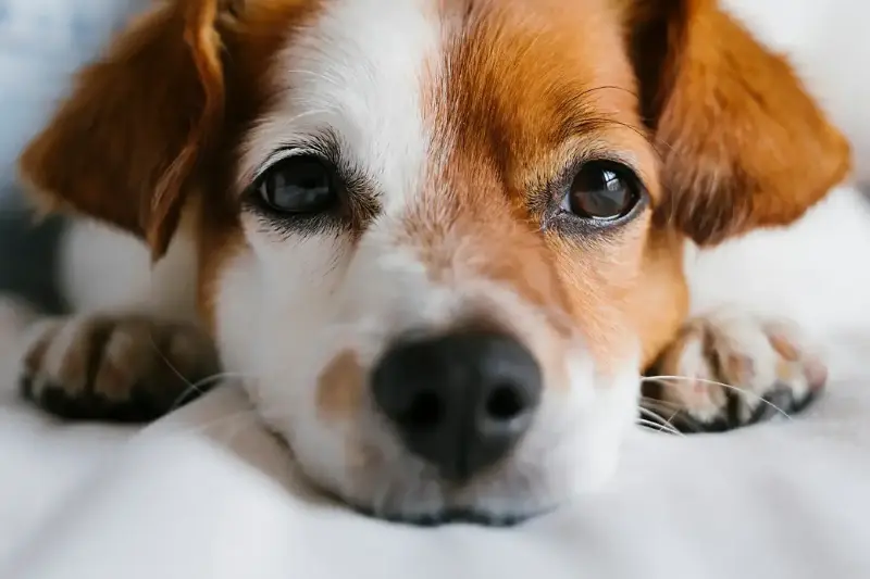 Non basta amare i cani per adottarli