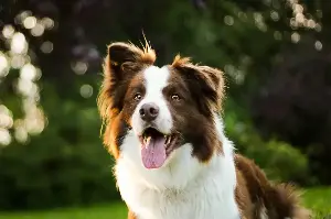 Why Border Collies Are The Ultimate Four-Legged Companions For The Energetic Gemini Soul