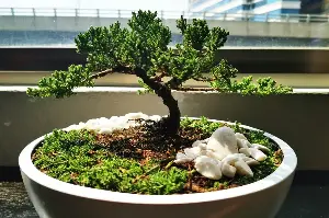 Bonsai for Beginners: A Complete Guide to Starting Your Own Beautiful Miniature Tree Collection