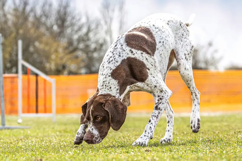 記錄日常嗅聞路線的科學