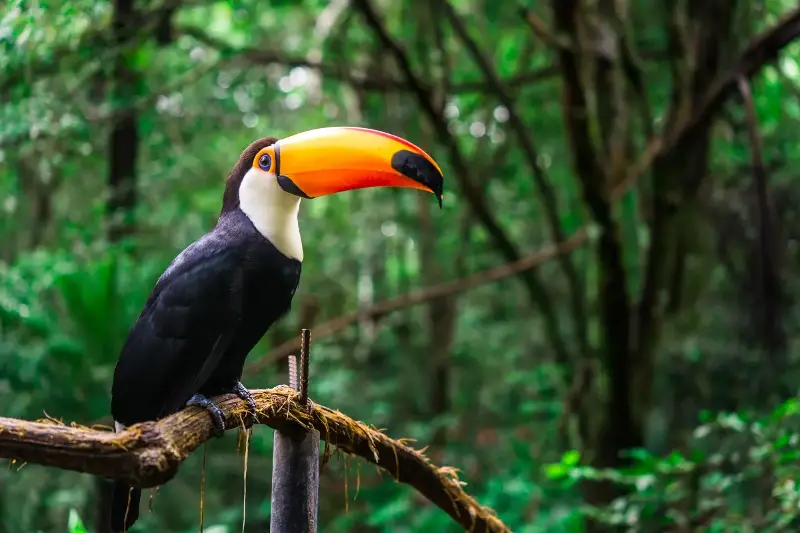 Keajaiban Dunia Liar: Jelajah hutan Amazon hingga ke Himalaya, dedahan misteri dan pesona habitat unik