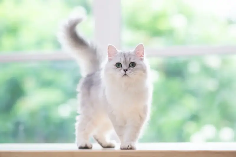 Dari Persian Ke British Shorthair: Kenali karakter unik setiap jenis kucing yang jadi rebutan ramai
