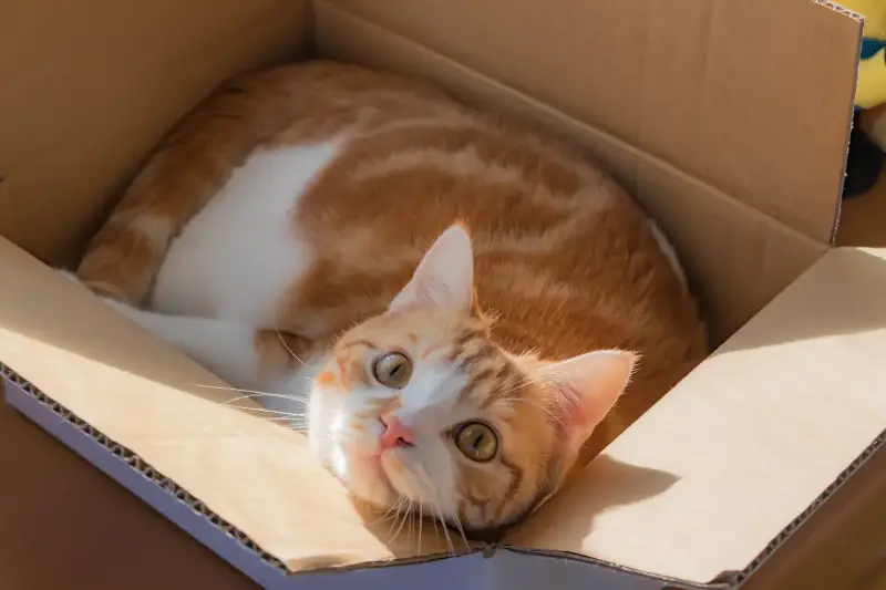 猫が箱に入りたがる理由と本能に合う安心空間