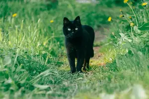 Across Continents, Black Cats Carry Stories 🌍 Of Resilience, Blessings, And Midnight Wonder 💫