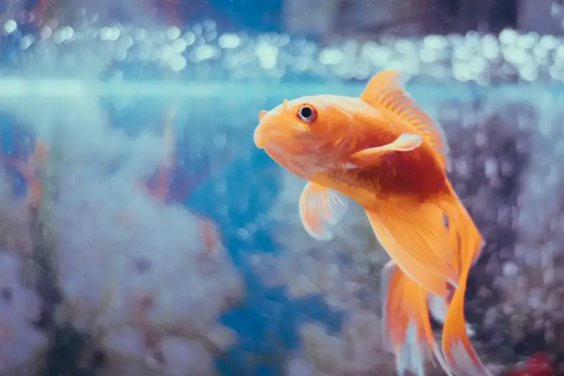 Beginner’s Guide To Raising Goldfish: From Water Preparation To Perfect Aquarium Choices