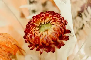 The Heartwarming Meaning Of Chrysanthemums In Traditions That Celebrate Renewal And Endurance 🌼