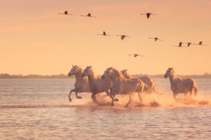 La Camargue promet un été entre chevaux et grands espaces