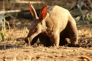 Unveiling The Mysterious Aardvark: Africa’s Nocturnal Wonder With Surprising Survival Skills