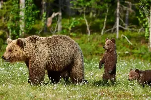 From Tundra To Forest: The Dramatic Differences In How Grizzlies And Polar Bears Thrive