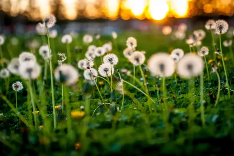 Unlock The Hidden Magic Of Dandelions: Fascinating Facts That Will Change Your Perspective