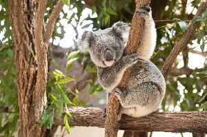 Sleep, Digest, Repeat: The Extreme Energy-Budgeting Lifestyle of Koalas