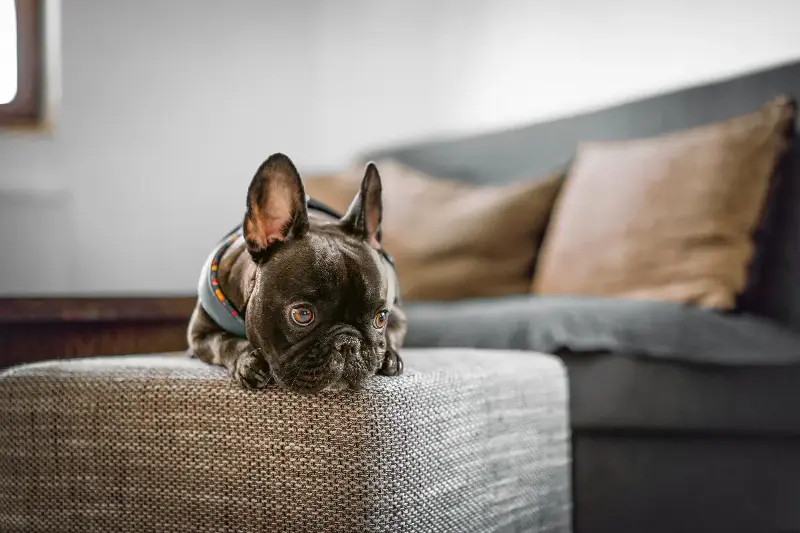 Simple Solutions For Separation Anxiety: How To Comfort And Calm Your Pet When You’re Away