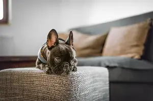 Simple Solutions For Separation Anxiety: How To Comfort And Calm Your Pet When You’re Away