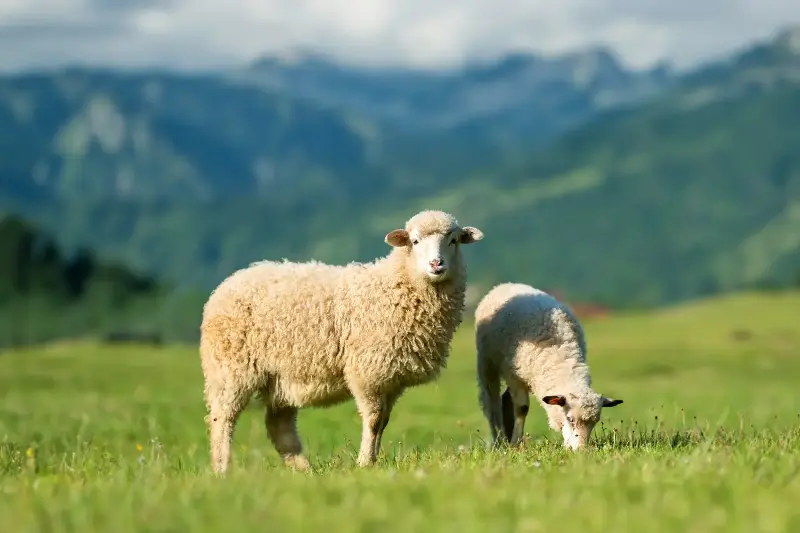 More Than Followers: The Hidden Intelligence and Social Memory of Sheep
