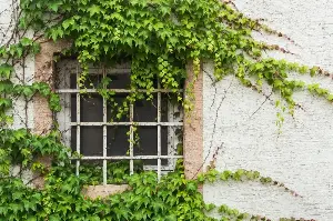 Unleash The Beauty Of Climbing Plants: Essential Vine Care Tips For Stylish Beginners