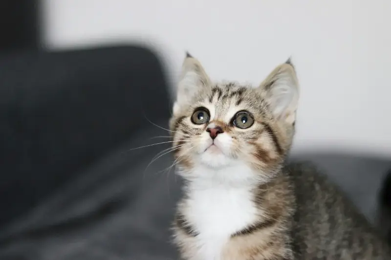 The Mysterious Reason Your Cat Loves Staring At Absolutely Nothing