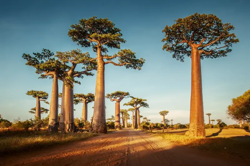 Why Madagascar’s Wildlife Is Like Nowhere On Earth: A Story Of Isolation And Survival