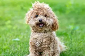 Why a wagging tail could be a bad sign, dog expert warns