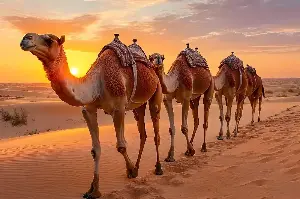 From Ancient Caravans To Modern Marvels: The Unexpected World Of Camels Revealed