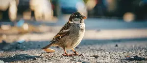 Urban Sparrows: The Dramatic Lives Of Tiny Survivors In The Heart Of The Concrete Jungle