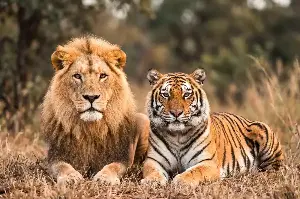 Lion Vs Tiger Showdown: Who Truly Deserves The Crown As King Of The Wild?
